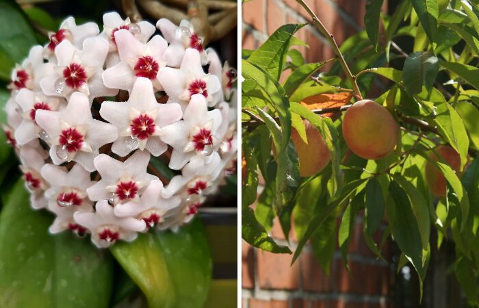 Hey Pandas, Show Us A Picture Of A Plant You Are The Proudest Of (Closed)