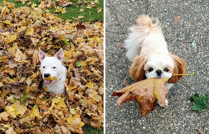 Hey Pandas, Show Us Your Pets Playing In Autumn Leaves (Closed)