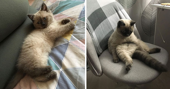 30 “Then And Now” Pics Of Adorable Kittens Turning Into Majestic Cats, As Shared On This “Cat Grows” Group