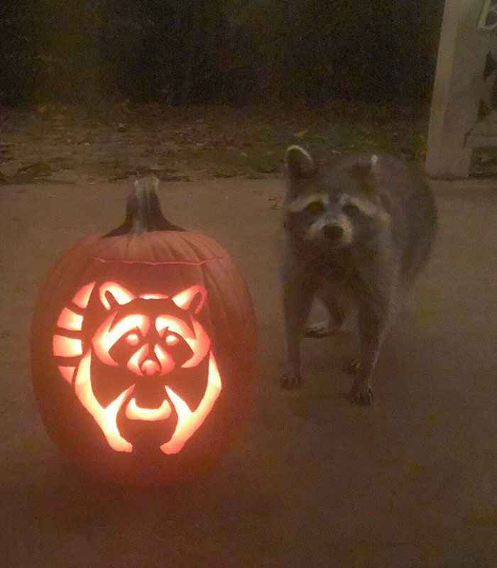 Little Buddy Posing Next To The Racc-O’-Lantern Hubby And I Carved Tonight