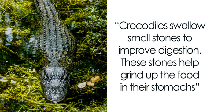 69 Of The Most Fascinating Crocodile Facts