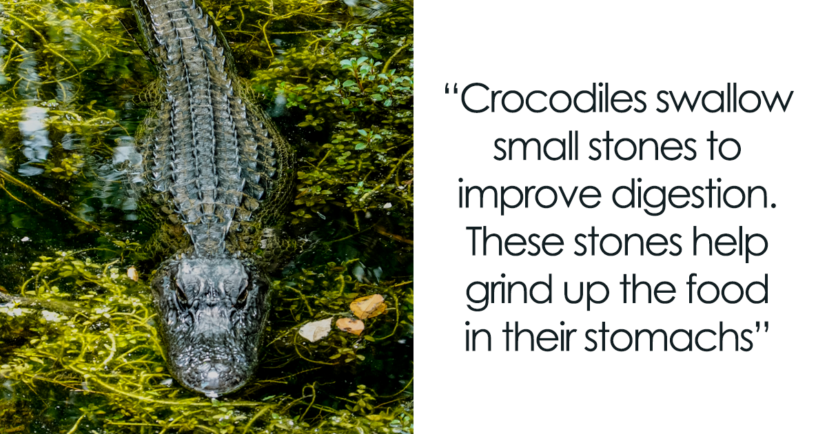 Crocodile, Habitat, Description, Teeth, & Facts