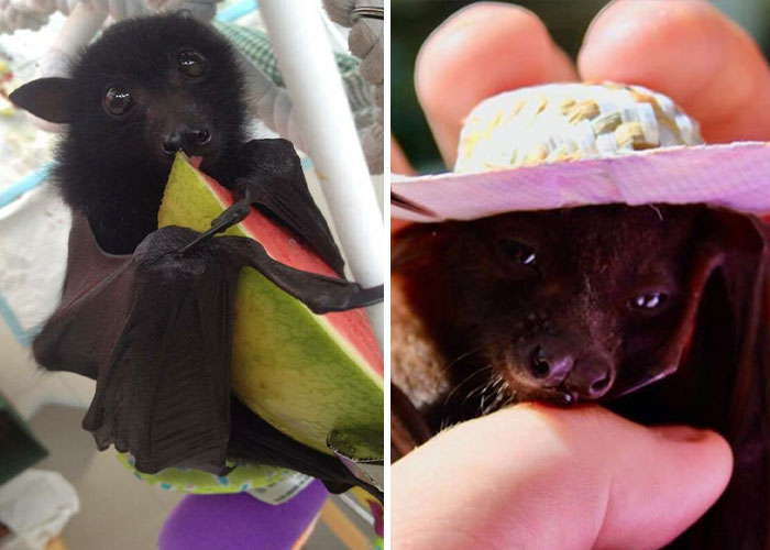 30 ‘Fangtastic’ Pics Of Bats Showing Their Adorable Side