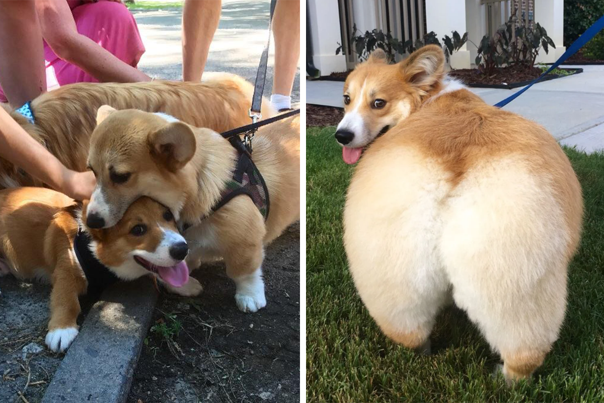 40 Photos Of Corgis Living Their Dorky Lives, As Shared In This