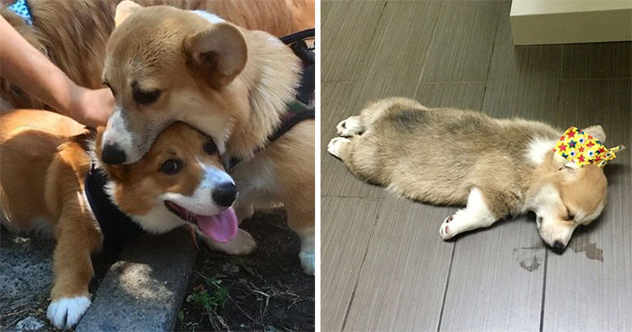 40 Photos Of Corgis Living Their Dorky Lives, As Shared In This Online Group