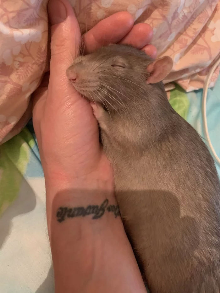 They Often Tell Me That Rats Are Vile, But I Have Been Lying For 30 Minutes Without Moving My Hand Not To Wake Him Up