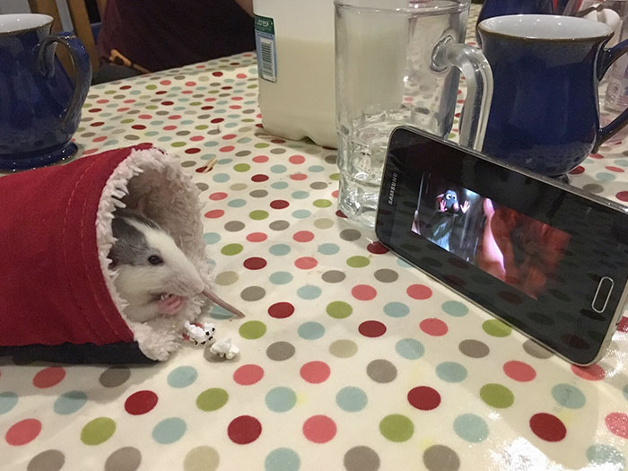 My Friend's Rat Enjoying A Movie And Some Popcorn