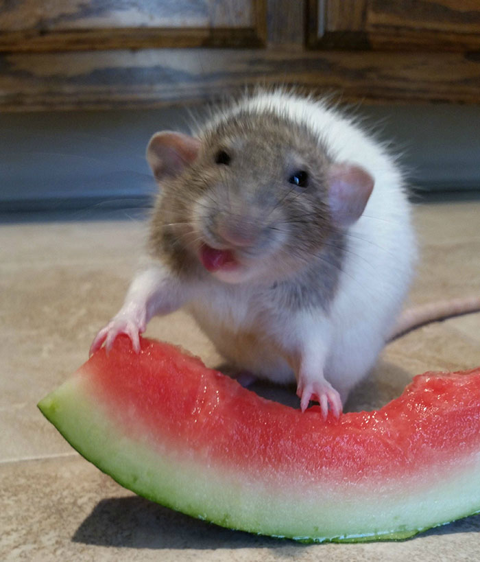 My Rat Tries Watermelon For The First Time
