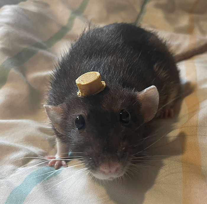 My Kid 3D-Printed A Tiny Top Hat For Her Pet Rat