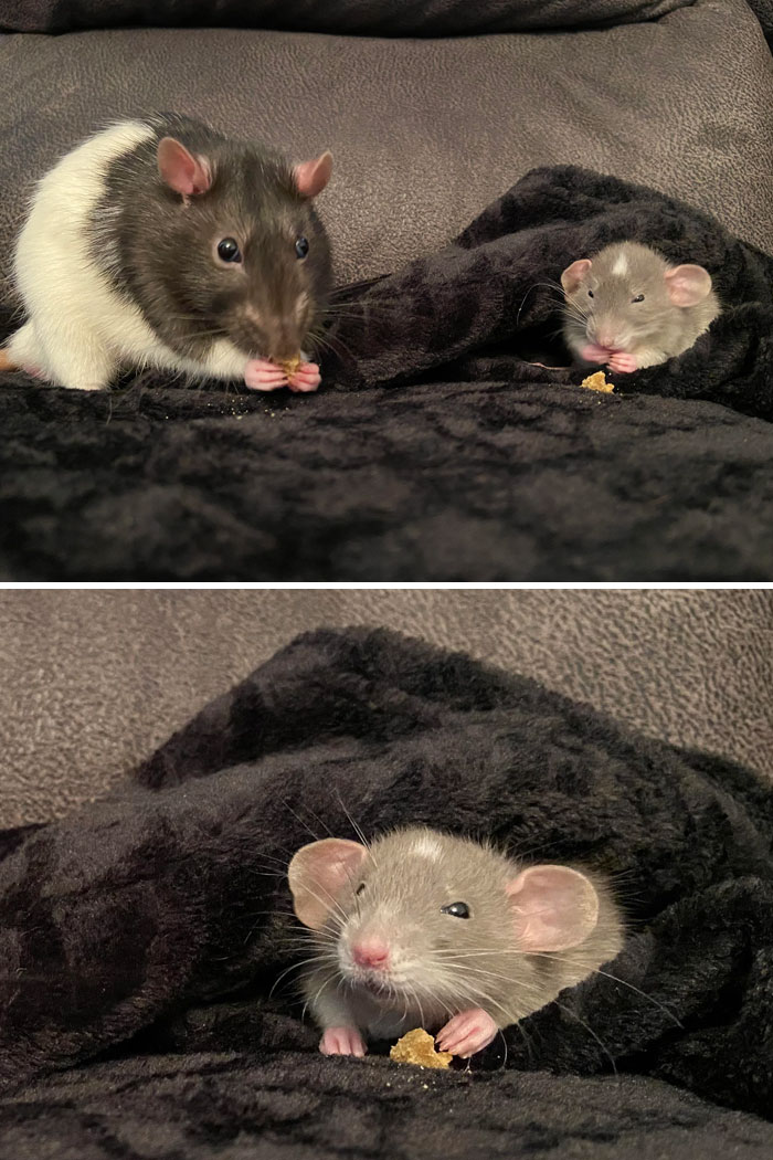 A Family Member Gave Me Their Rat Because They Couldn’t Give Him The Attention He Needed. He’s Been Alone His Whole Life So I Got Him A Buddy