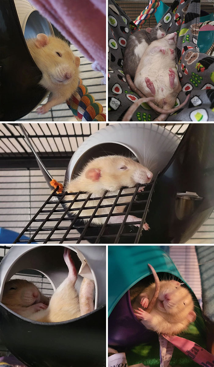 Best Of Alfred's Creative Sleeping Positions