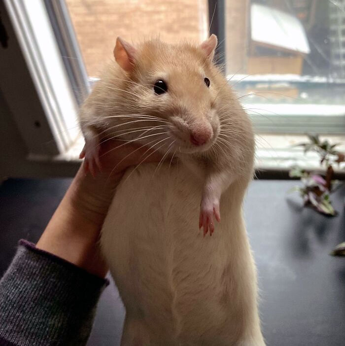 My 1.5 Lbs Absolute Unit Of A Rat. His Name Is Cecil And He's A Year Old