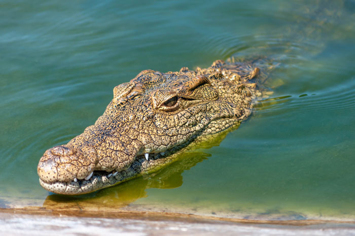 Alligators Have Been Found Swimming In Disney World Frequently