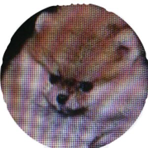 alexsierevogel avatar