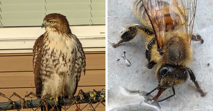 Hey Pandas, Show Us The Best Animal Picture You Took (Closed)