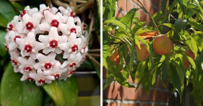 Hey Pandas, Show Us A Picture Of A Plant You Are The Proudest Of (Closed)