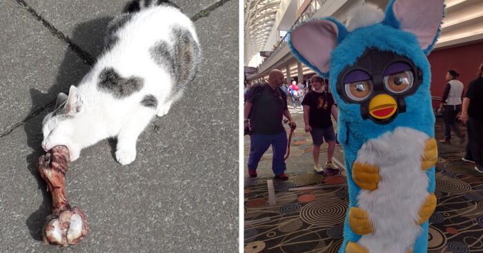 Hey Pandas, Show A Photo You’ve Always Wanted To Share, But No Challenge Has Fit Its Story (Closed)