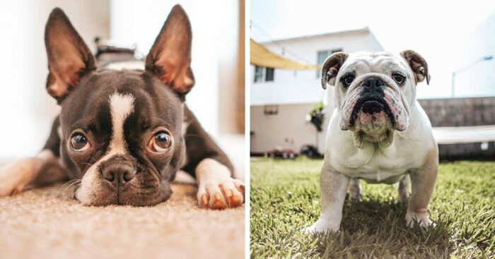 I Made The List Of Dogs For The People Staying In An Apartment With Less Space (12 Pics)