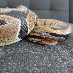 laylamatanick avatar