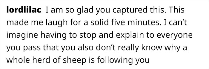 Flock Of Lost Sheep Trots Behind Confused Runner As She Accidentally Becomes Their Leader Flock Of Lost Sheep Trots Behind Confused Runner As She Accidentally Becomes Their Leader