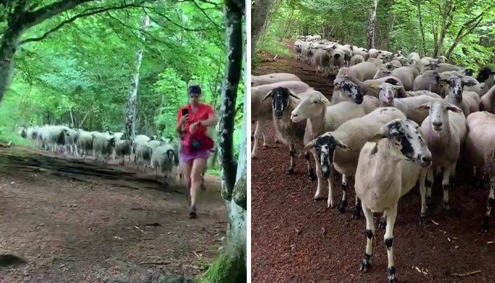 Flock Of Lost Sheep Trots Behind Confused Runner As She Accidentally Becomes Their Leader