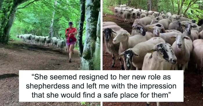 Flock Of Lost Sheep Trots Behind Confused Runner As She Accidentally Becomes Their Leader