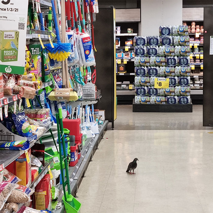 Now, I Know There's A Labour Shortage Currently, But This Is Scraping The Bottom Of The Barrel Woolworths. This Guy Seems To Be Dawdling Very Near To The Bird Seed Too