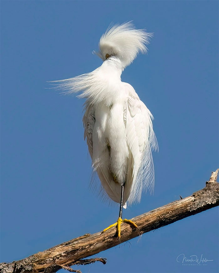 As An Avid Bird Photographer, I Know The Value Of Waiting For The Exact Moment And Angle Where A Bird Is Presented In All Of His Magnificent Glory. And So I Give You "Twisted Egret"