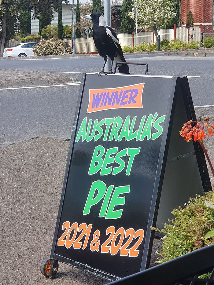This Magpie Is The Mascot. It Has Pie In Its Mouth
