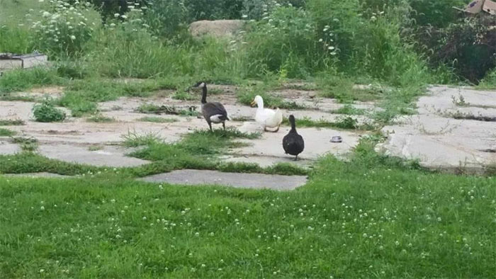 Spotted In The Wild: Duck, Duck, Goose, Anyone?