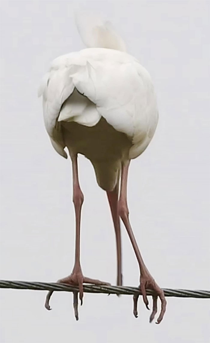 Thought I Got A Great Photo Of A White Ibis. Thinking, Now, It Might Just Be One Of Lady Gaga‘S Hats