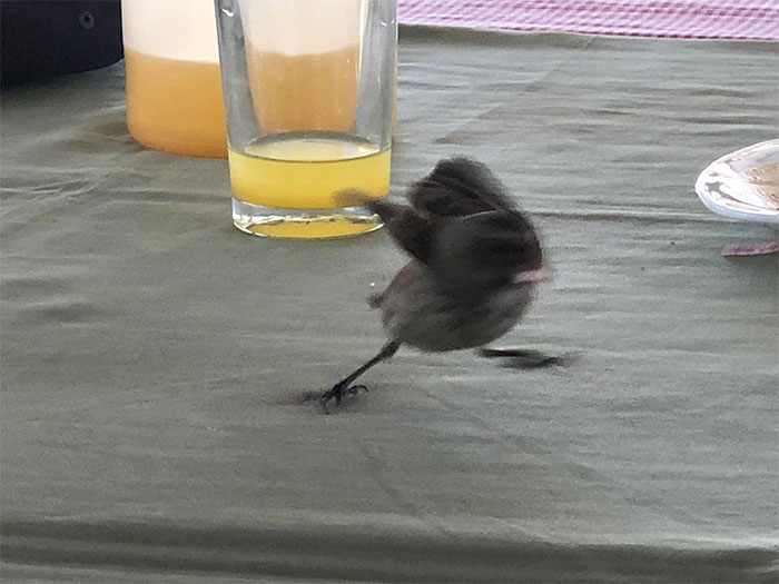 Have Been Trying To Land A Photo Of A Darwinian Finch - This One Was Having None Of It…