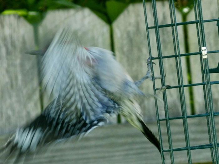 And Now, In Local News; Empty Suet Feeder Sends Backyard Red-Bellied Woodpecker Into Full Blown, Feather Temper Tantrum, Literally “Flipping The Bird” At Homeowner, As She Casually Takes Photo Of The Event. Details On This Story Are A Little Blurry