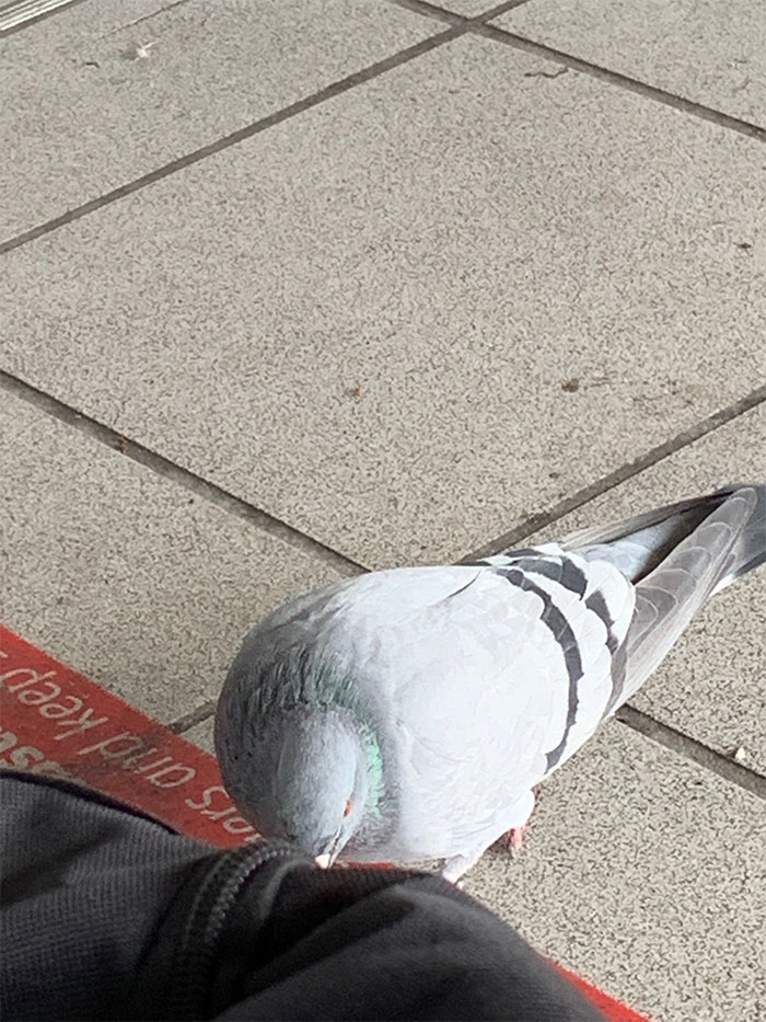Ate A Muffin At The Train Station And This Pigeon Ate The Crumbs I Dropped