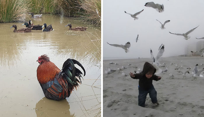 30 Hilarious Bird Photography Fails That Got Posted On This Facebook Group (New Pics)