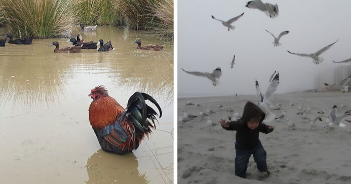 30 Hilarious Bird Photography Fails That Got Posted On This Facebook Group (New Pics)