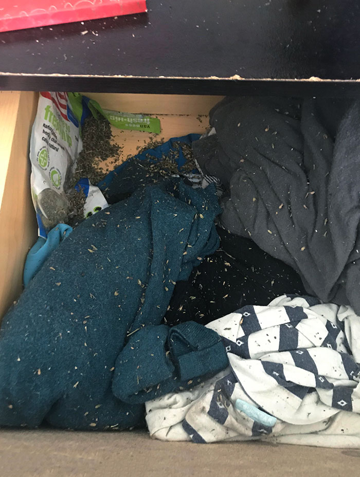 I Went Out For The Night And Forgot My Drawer Open. Cats Found The Stash And Entire Room’s Now Glittered In Catnip