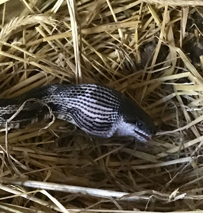 I Was Late Gathering Eggs This Morning And Our Resident Black Rat Snake Got There First