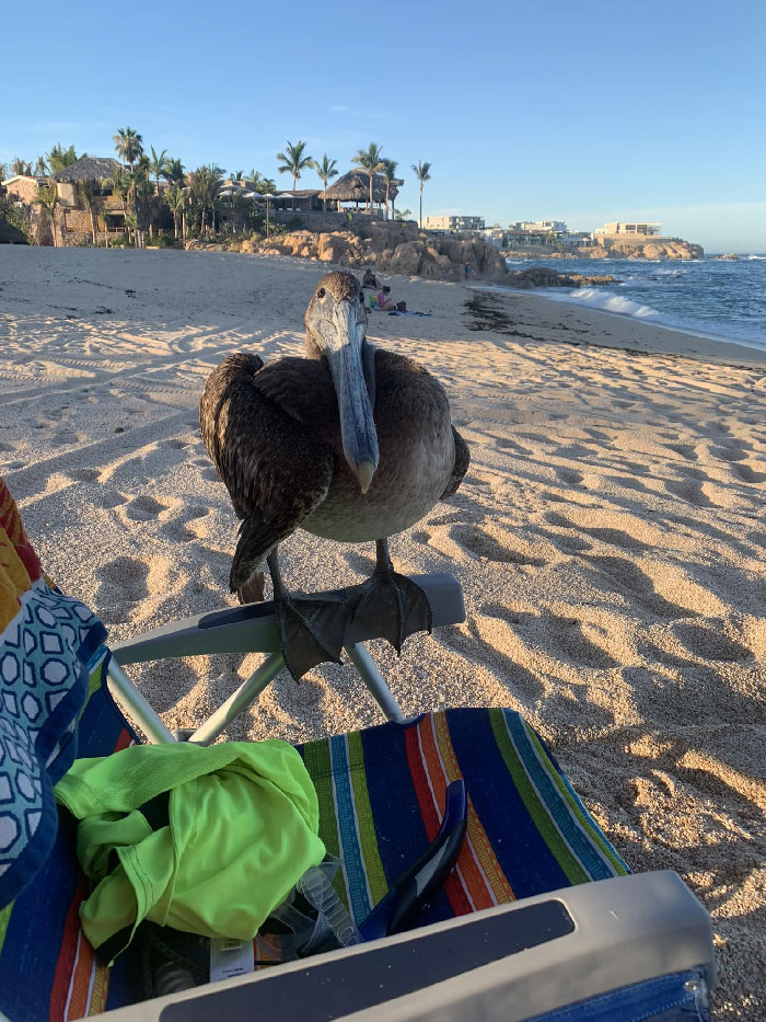 This Pelican Sat In My Husband’s Chair For 3 Straight Hours In Cabo San Lucas Mexico 