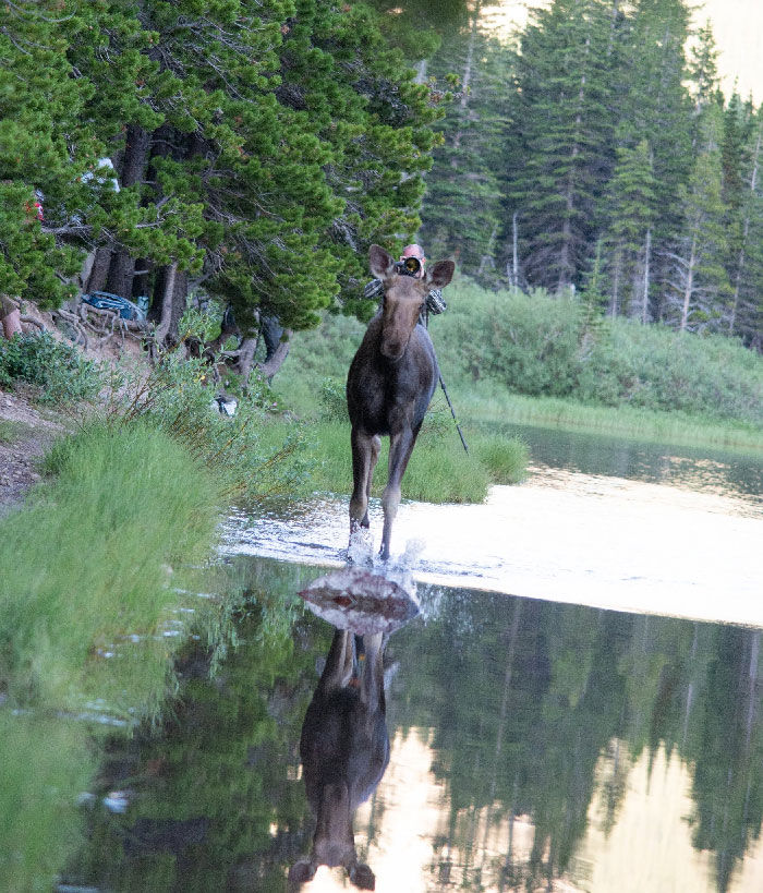 My Husband: Quick! The Moose Running Toward Us! Get A Shot! 