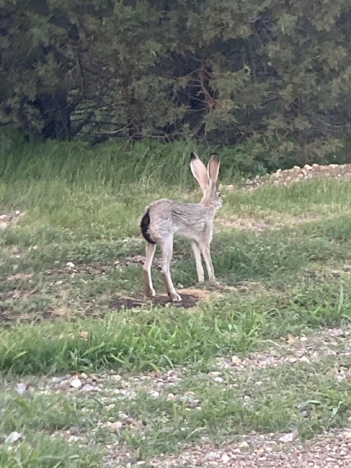 I Was Trying To Take A Photo Of An Adorable Jackrabbit, But It Got Possessed And Stood Up On Its Legs Like A Demon. Yes, I Went The Other Way