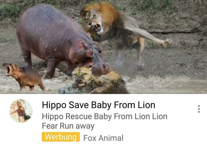 Hippo Save Baby From Lion