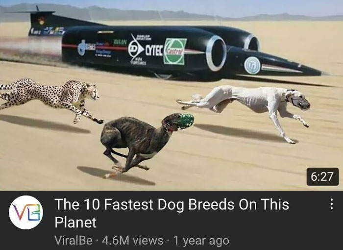 Fast Dogs