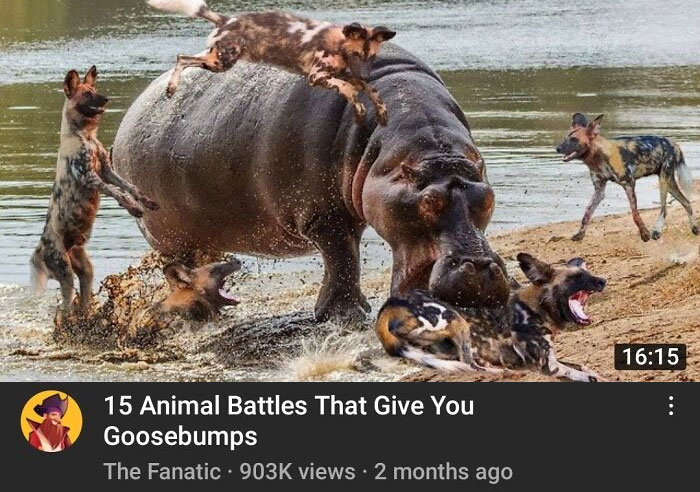 This Animal Battle