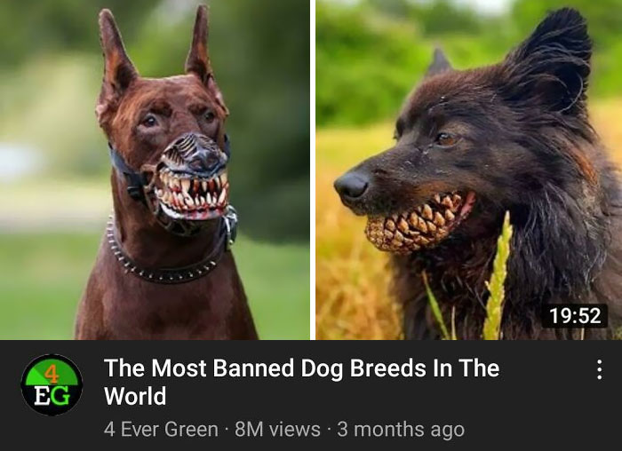 Pretty Sure The Second Image In This Thumbnail Is A Dog Holding A Pinecone