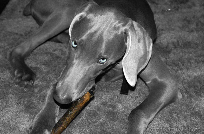 Woman Asks If She Is Being Selfish For Wanting Her Husband’s Dog Gone When It Ate Her Food She Got For The First Time In 2 Days