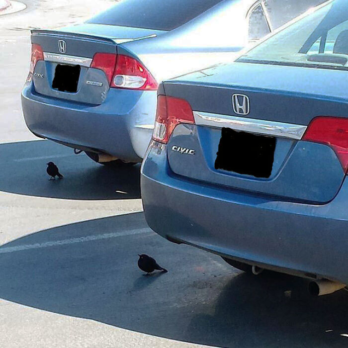 Los mismos dos pájaros sentados debajo de los mismos dos modelos de coches del mismo color