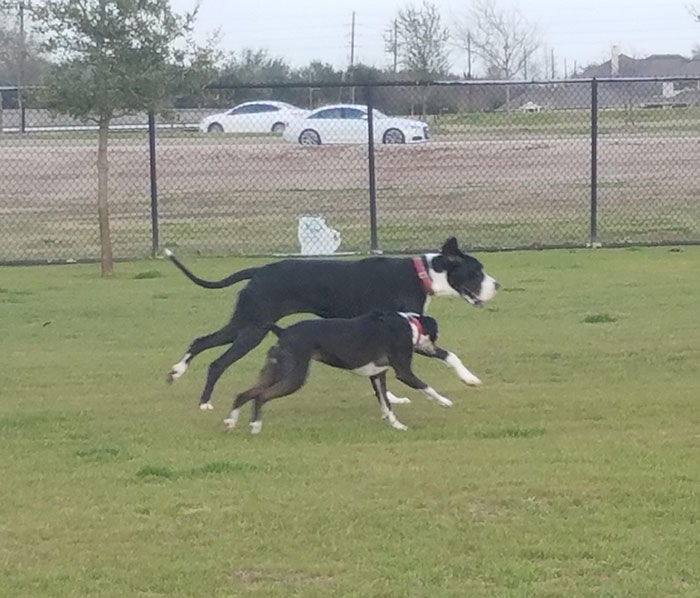 Sally Found Her Larger Doppelganger At The Dog Park
