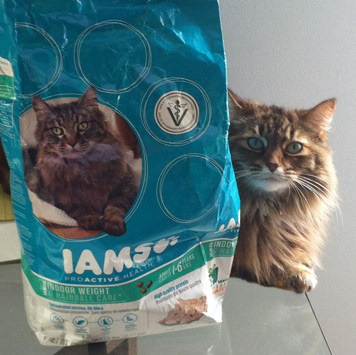 My Cat Thinks She Is The IAMS Cat