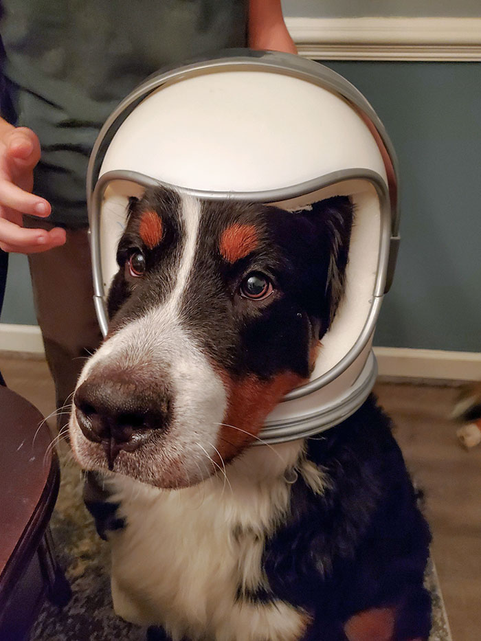 This Is Snuffles Wearing An Astronaut Head From Halloween 